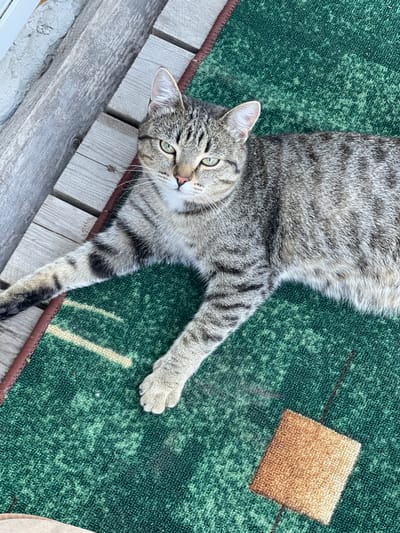 A gray tabby cat lies on a green rug with brown squares. The rug rests on a gray wooden deck. The cat faces the camera with green eyes and outstretched legs. The location is Verkh-Katunskoye, Russia.