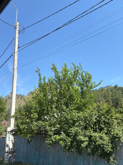 The image depicts an outdoor scene under a clear blue sky. In the foreground, a light blue wooden fence runs horizontally across the lower portion of the frame. To the left, a white utility pole stands vertically, adorned with wires and insulators. Adjacent to the pole, a large, leafy green tree dominates the central and right sections of the image, its branches reaching over the fence. In the background, a forested mountainside is visible, with rocky outcrops and scattered trees. The scene appears to be in a rural or semi-rural setting. The location is specified as Uznezya, Russia. No people or overt actions are visible.