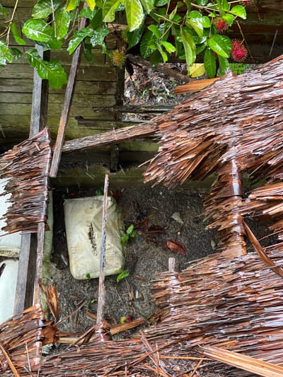 This is a close-up, high-angle, forensic photograph of a damaged structure in Bilibaro, Indonesia. The structure appears to be a traditional building with a roof made of dried palm leaves, which has been partially destroyed. The damage is significant, with many of the palm leaves broken and displaced, exposing the wooden framework underneath. The wooden beams and planks are weathered and appear to be in a state of disrepair.

On the ground beneath the damaged roof, there is a large, off-white sack that is dirty and has a tear in its side. The ground is covered in mud, dirt, and scattered dry leaves. There are also a few green leaves and some small, red, spiky fruits, possibly rambutan, visible in the scene, suggesting the presence of tropical vegetation. The scene is wet, with visible raindrops and water droplets on the leaves and roof materials, indicating that it is raining or has recently rained.

No people are visible in the image, and there are no clear indications of recent human activity beyond the structure itself. The overall impression is one of decay and natural deterioration, possibly exacerbated by weather conditions. The lighting is natural and diffused, consistent with an overcast or rainy day.