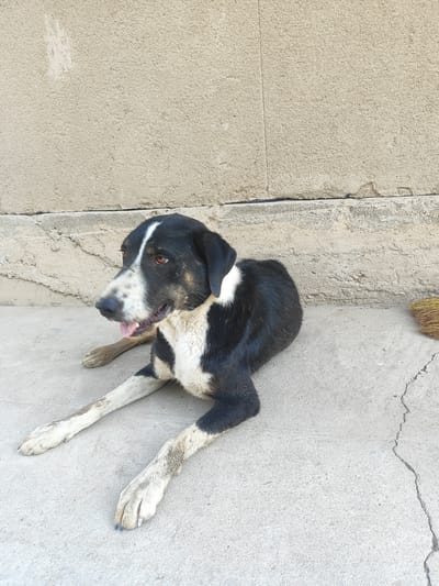 A black and white dog with tan markings around its eyes and on its legs is lying on a concrete surface in front of a textured beige wall. The dog is looking to its left with its tongue slightly out. Its front paws are extended forward. A broom with yellow bristles is visible on the ground to the right of the dog. The environment appears to be outdoors in a city, possibly Sultonobod, Tajikistan, given the rough concrete and stucco wall which are common features in some urban areas.