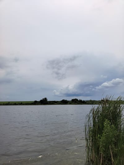 The image depicts a body of water with a shoreline in the distance. The water surface is rippled, reflecting a cloudy sky. The shoreline features a line of trees and greenery, with a flat, green field visible beyond them under a wide, overcast sky. In the foreground, on the right side of the image, a cluster of tall reeds and green plants emerges from the water. The scene is one of a natural landscape, likely a lake or riverbank, under a diffused light typical of cloudy weather. There are no people or animals visible in the image. The provided location, Кояново, Russia, suggests this is a rural or natural setting within that region.