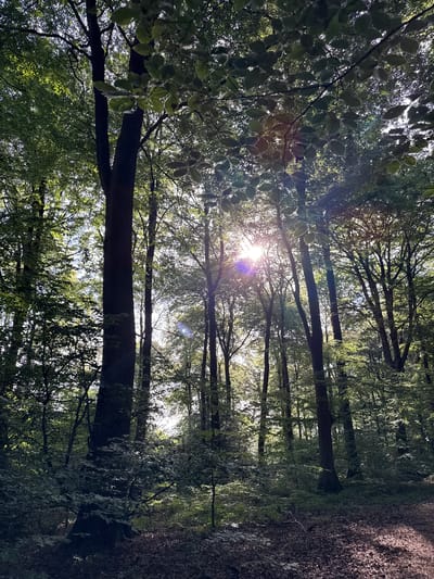 The image depicts a densely wooded area, possibly within the city of Penn, United Kingdom. The perspective is looking upwards through the trees toward the sky, with the sun visible through the foliage. The trees are tall and slender, with a canopy of green leaves. The sunlight creates a dappled effect on the ground and leaves, highlighting areas of light and shadow. There is a path or clearing visible on the right side of the frame. No people or animals are visible.
