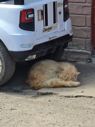 A fluffy, ginger cat is curled up sleeping in the shade of a white toy car. The cat is positioned on a dirt and gravel surface, with the rear wheel and underside of the car visible above it. The car has black stripes and decals that read "Bambi Racer" and "4WD". A brick wall is visible in the background to the right. The scene appears to be outdoors, possibly in a residential area in the city of Kotiv, Ukraine.