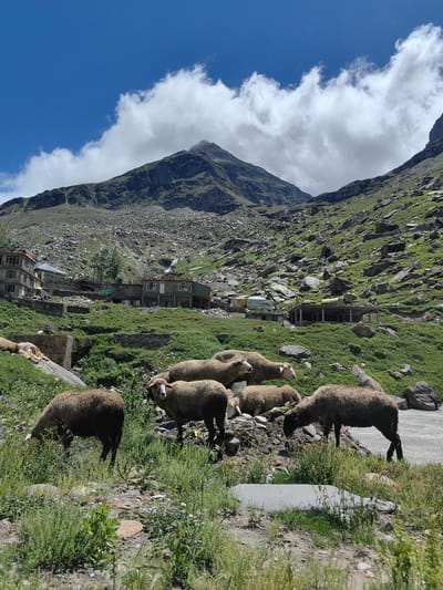 The image depicts a scenic mountain landscape in Koksar, India, featuring a herd of sheep grazing in a grassy area. The foreground is dominated by several sheep of varying sizes and colors, some actively eating grass, while others are resting or looking towards the camera. Behind the sheep, a steep, rocky mountain slopes upwards, dotted with patches of green vegetation. Several buildings, appearing to be houses or guesthouses, are scattered across the mountainside, indicating a small settlement. A road is visible in the lower right portion of the image. The sky is a clear blue with scattered white clouds. The overall scene conveys a sense of rural tranquility in a mountainous region.