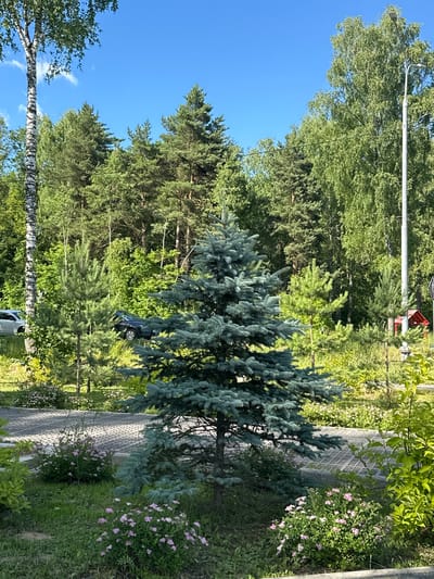 A serene outdoor scene in Dubrovitsy, Russia, bathed in bright daylight under a clear blue sky. The foreground is dominated by a lush blue spruce tree, its branches reaching outwards. To its left, a cluster of small pink flowers blooms amongst green grass. Beyond this, a paved walkway with a textured surface runs horizontally across the midground. Several smaller evergreen trees and bushes are scattered throughout the landscape. In the background, a dense forest of pine and deciduous trees creates a verdant backdrop. A tall birch tree with distinctive white and black bark stands to the far left. A streetlamp is visible on the right side of the image. Two dark-colored cars are parked in the distance, one with its trunk open.