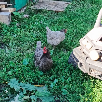This is a medium-angle, eye-level shot of three chickens standing in a grassy yard in Podlubovo, Russia. The chickens are of various breeds and colors, including a dark gray chicken with red comb and wattles in the foreground, a speckled gray and white chicken in the middle ground, and a light gray chicken with black speckles in the background. They appear to be foraging or simply standing in the grass.
To the right of the chickens, the front of a light-colored toy ATV is visible, with two headlights and a bumper. The ATV appears to be parked on the grass. In the background, to the left of the chickens, a wooden structure is partially visible, appearing to be made of stacked lumber and painted green. The ground is covered in lush green grass and some broad-leafed plants.
The lighting suggests it is daytime, likely sunny, with distinct shadows. The environment appears to be a rural or suburban backyard setting, possibly on a farm or in a village. There is no text visible in the image. The overall mood is peaceful and natural, capturing a simple moment in the outdoors.