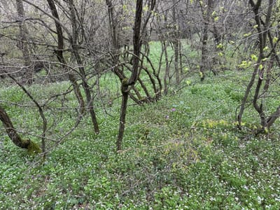 The image displays a deciduous woodland area within Razhdak, Bulgaria. The forest floor is covered by a dense carpet of small white flowering plants, interspersed with green foliage and scattered small purple blossoms. Numerous deciduous trees with brown-grey, gnarled branches, and minimal new green leaf buds occupy the foreground and background. One tree trunk on the left exhibits prominent moss growth. The scene appears under diffused, natural light, consistent with an overcast sky. No individuals, animals, actions, interactions, or human-made objects are visible.
