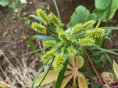 A close-up photograph depicts a herbaceous plant in the city of Suối Đục, Vietnam. The central subject is a plant with multiple light green, spiky inflorescences, each radially arranged and composed of numerous bristly spikelets. Long, narrow green leaves extend from the plant's base, partially obscured by the inflorescences. The plant is in sharp focus against a blurred background. The upper-left background shows dark brown soil with scattered green and dry vegetation. The lower-right background reveals out-of-focus broad green leaves, a reddish stem, and a light brown, palmate leaf with reddish venation. No individuals or active interactions are visible within the scene.