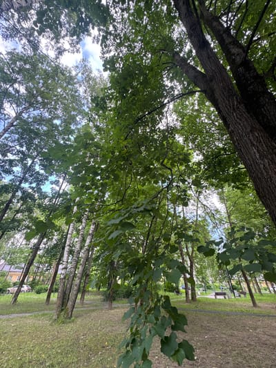 The image depicts a park-like setting with several trees, a pathway, and some grassy areas. The perspective is from below, looking up through the foliage of the trees. The trees have various types of bark, with some appearing rough and dark, while others are smooth and white, characteristic of birch trees. Green leaves are abundant, creating a canopy that partially obscures the sky, which is visible as a pale blue with some white clouds.
In the background, there is a pathway running through the park, bordered by grass. Further in the distance, one can see hints of buildings, possibly apartment blocks, and a car parked on the side of a road. There are also park benches visible, suggesting a place for people to sit and relax. The scene appears to be set during the daytime, with natural light filtering through the leaves. The weather seems mild, with no strong indications of rain or harsh sun. The overall mood is serene and natural. No visible text is present in the image. The location context suggests this is likely in Kuzmolovskiy, Russia.