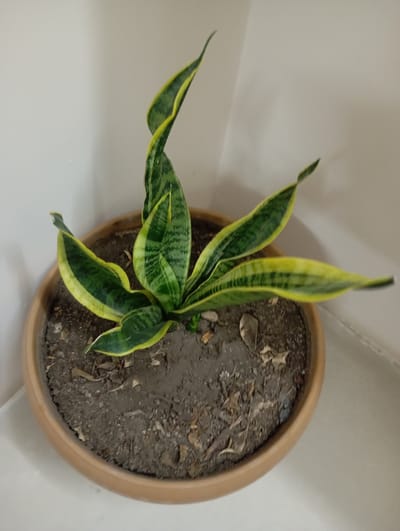 A potted snake plant sits in a terracotta pot filled with dark soil and dried leaves. The plant has long, sword-shaped leaves with green and yellow variegation. The pot is placed in the corner of a room, with a light-colored wall visible in the background. The scene is indoors and appears to be a domestic setting in the city of Ararat, Armenia. There are no people or animals present in the image.