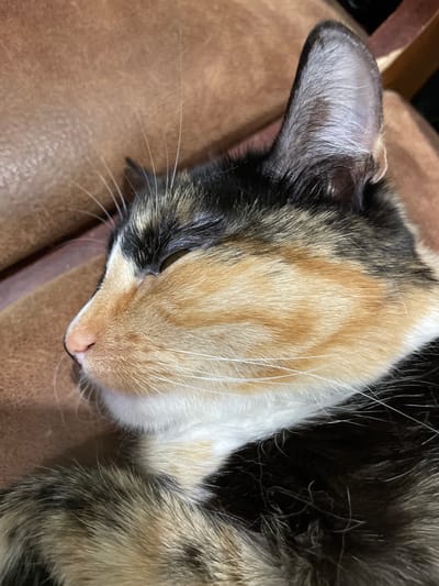 A calico cat is resting on a brown, textured surface, possibly a couch. The cat's head is turned to the left, with its eyes closed. Its fur displays a patchwork of black, white, and orange markings. The image is a close-up, focusing on the cat's face and upper body. The background is blurred, suggesting an indoor setting. The location in Kirovo-Chepetsk, Russia is not discernible from the image itself.