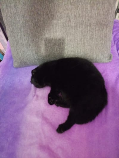 A black kitten sleeps curled up on a purple blanket. The kitten is in the foreground and takes up a significant portion of the image. Behind the kitten, a gray pillow leans against an unseen surface. The pillow has a textured appearance. The overall scene is soft and appears to be indoors. The lighting is dim, suggesting it might be nighttime or a poorly lit room. The kitten appears relaxed and comfortable. There is no visible text in the image.