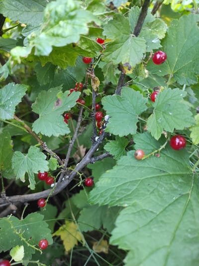 In this close-up, eye-level shot, a branch of red currants laden with ripe berries is captured amidst lush green foliage. The berries are a vibrant red, some appearing glossy and plump, while others are slightly less mature and may show a pinkish hue. They are clustered along the stem, interspersed with large, lobed green leaves. Some leaves exhibit a slightly weathered appearance with brown spots or edges. The branches are thin and woody, with some appearing darker and more established, while others are finer and support the clusters of berries. The background is a soft blur of green and darker tones, suggesting a dense, natural environment. The lighting appears to be natural daylight, casting subtle shadows and highlighting the textures of the leaves and berries. There are no people or animals visible in the frame. The scene depicts a natural growth of red currant bushes, likely in a garden or wild setting.
