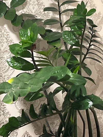 This is a close-up, eye-level shot of a Zamioculcas zamiifolia plant, commonly known as a ZZ plant, indoors against a neutral, patterned wallpaper. The plant has thick, dark green, waxy leaves that are glossy, indicating they may have been recently watered or cleaned. Some leaves show minor yellowing at the tips, suggesting potential over or under-watering. The stems are dark and sturdy. The background wallpaper features a subtle, damask-like pattern in muted tones of beige and cream, adding a decorative element to the scene. There are no people, animals, or other objects visible in the frame. The lighting is soft, suggesting it might be natural light from a window or diffused artificial light, creating minimal harsh shadows. The image does not provide any specific information or context about the city of Verkhnearmyanskoye Loo, Russia, as it is an indoor, personal setting without any external geographic identifiers.