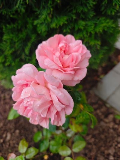 Two pink roses with dew drops on their petals are in the foreground. The roses are positioned closely together, with one slightly above and to the right of the other. Behind the roses is a dense, green evergreen bush. The ground beneath the roses is dark soil with some green leaves visible. To the right of the roses, a blurry grey paving stone is visible. The overall scene suggests an outdoor garden setting. The provided information "Лужники Снт, Russia" indicates the potential geographical location of this scene.