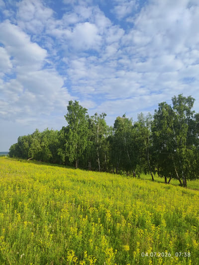 The image depicts a scenic view of a field of yellow wildflowers sloping upwards towards a dense line of birch trees under a blue sky with scattered white clouds. A timestamp in the lower right corner reads "04.07.2026 07:38". The location is specified as Konovalovo, Russia. The scene is tranquil and natural, with no people or discernible activity. The environment consists of lush greenery, wildflowers, and trees, indicative of a rural or natural setting in Russia.
