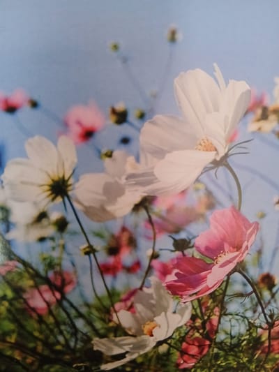 The image depicts a close-up, slightly blurred view of a field of cosmos flowers against a soft blue sky. Several white and pink cosmos flowers are visible, some in focus and others out of focus in the background. The foreground shows a dense cluster of green stems and leaves. The lighting suggests a sunny day. There are no people or man-made objects visible in the image. The location in the city of Kalachinsk, Russia, is not discernible from the visual information provided in the image.