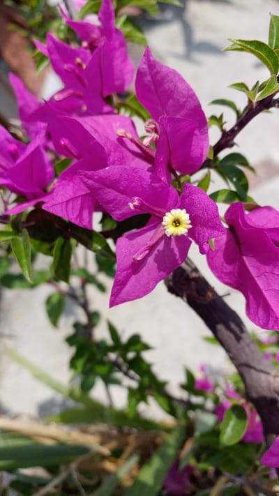 A close-up shot captures bright pink Bougainvillea flowers in bloom against a backdrop of green foliage and a light-colored, possibly concrete surface. A branch extends across the image. The location is likely La Joya, Mexico, based on the prompt instructions. No people are visible.