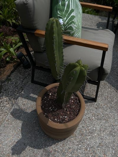 A high-angle, still-life photograph shows a green cactus with white thorns in a brown pot on a stone surface. The cactus is positioned to the left of the pot, partially obscuring a gray cushioned chair with wooden armrests and a green and white palm-printed pillow. The chair is set against a rough, gray stone surface, possibly a patio or outdoor area. A small portion of green foliage is visible at the bottom left of the frame. The location is Tepoztlán, Mexico.