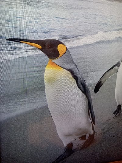 The image depicts two King Penguins on a sandy shoreline with the ocean in the background, presented as being located in Olambe, Nigeria. The primary subject, a King Penguin, stands in the foreground, oriented left with its head slightly elevated. Its plumage features a black head with pronounced orange-yellow auricular patches, a long black upper beak, and an orange-yellow lower beak. Its chest is white, transitioning to yellow-orange on the upper breast and throat, with a grey-black back and flippers. Its dark webbed feet are partially visible on the damp, dark-grey sand. A second King Penguin is partially visible on the right side of the frame, showing its lower body, a flipper, and feet on the sand. The background consists of light blue-grey ocean water with subtle white wave crests near the shore. The entire image exhibits horizontal line patterns, consistent with a photograph taken of a digital display.