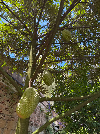 The image shows a durian tree with four large durians hanging from its branches, set against a bright blue sky. The tree has a thick, textured trunk and numerous branches covered in green leaves. The durians are oval-shaped, with a spiky green rind. In the background, a brick wall with openings and a wooden fence are visible, along with some lush green foliage. The scene appears to be outdoors in a garden or orchard setting. There are no people or animals visible in the image. The context of La Dạ, Vietnam, suggests a tropical environment suitable for durian cultivation.