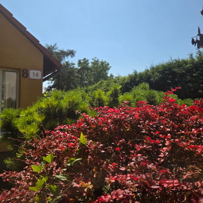 The image shows a residential building with a yellow facade, featuring a window on the left and a roof with red tiles. A house number plate with the numbers "8" and "14" is visible on the facade. In front of the building, there is dense foliage, with bright green coniferous plants and a shrub with dark red leaves in the foreground. The background consists of trees and a clear blue sky. The scene is located in Dunajská Lužná, Slovakia, as indicated by the provided context.