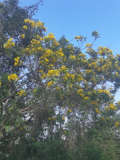 The image shows a tree in full bloom with yellow flowers, against a blue sky. The tree is located in San José, Mexico at the coordinates 20.49 latitude and -87.253 longitude. The tree is in the foreground, with other vegetation, possibly bushes, in the background. The tree is large and has many branches, with the yellow flowers covering most of the tree. The sky is clear, with no clouds visible.