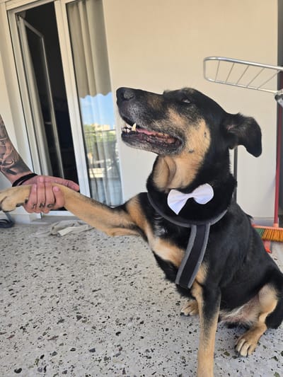 A black and tan dog is sitting on a speckled outdoor patio, wearing a black harness with a small white bow tie attached. The dog is looking up and to the right with its mouth slightly open, revealing its teeth. A human hand, tattooed on the forearm and with finger tattoos, is holding the dog's raised right paw. The background shows a glass sliding door, part of a building's exterior wall, and a metal drying rack. The scene is outdoors, suggesting a residential setting, possibly a balcony or backyard patio.