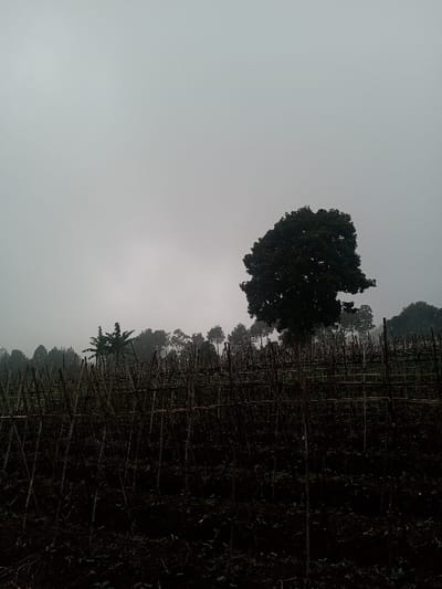 The image presents an agricultural scene in Joshi Vihir, India, under an overcast, light grey sky that fills the upper two-thirds of the frame. The foreground and midground feature cultivated land with a dense arrangement of dark, slender bamboo poles forming a trellis system for crops. Dark soil is visible beneath these structures, interspersed with low-lying green vegetation. A large tree with dense, dark green foliage stands prominently on the right side of the midground. In the background, a line of trees extends horizontally, partially obscured by atmospheric haze; identifiable species include several taller, conical trees and a banana plant visible on the left. No individuals, actions, or specific interactions are discernible within the scene.