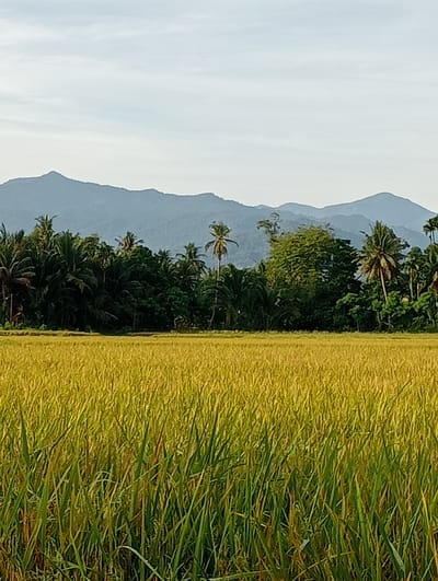The image shows a golden rice field in Meunasahlancok, Indonesia. The rice plants in the foreground are tall and green, transitioning to a more yellowish hue further back. Behind the field is a dense line of trees, including palm trees, and in the background, a range of mountains is visible under a pale sky.