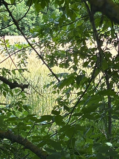 This image captures a scene of lush green foliage in the foreground, with branches and leaves obscuring a background of tall, golden-yellow stalks, likely representing a field of grain or wheat. The sunlight filters through the leaves, creating dappled patterns on the stalks below. The overall impression is one of natural beauty and a rural setting, possibly on the outskirts of Velykyi Trostianets, Ukraine, during the summer harvest season. There are no people or animals visible in the image.