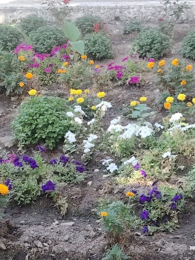 The image depicts a flower bed in Dehmoy, Tajikistan, featuring a variety of blooming flowers. In the foreground and middle ground, clusters of vibrant purple petunias and bright yellow and orange marigolds are visible, interspersed with white petunias. The flowers are planted in dark soil, with some areas of dry, cracked earth. In the background, there are several green, bushy shrubs and a wall or embankment. The overall scene is a well-maintained garden area, likely in an outdoor public space. There are no people or animals present in the image.