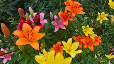 This is a high-angle, eye-level shot of a garden bed filled with blooming lilies in various colors, including orange, pink, yellow, and deep red. The lilies are at different stages of bloom, with some fully open and others as buds. The background consists of lush green foliage. There are no people or animals visible in the image. The scene depicts a natural outdoor environment, likely a garden. The location is identified as Эксплуатационник Снт, Russia, suggesting a dacha or garden cooperative.