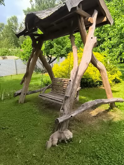 A small, light-colored dog with fluffy fur is sniffing the ground in a grassy backyard in Žiaukos, Lithuania. The dog is positioned in the lower right portion of the image, facing left. Behind the dog, a rustic wooden swing set with a wooden bench and a somewhat weathered wooden roof stands in the center of the frame. The swing set is constructed from rough-hewn logs, giving it a natural, unpolished appearance. The surrounding environment is lush and green, with a dense yellow bush to the right of the swing set and a line of trees and a fence in the background. The overall scene depicts a peaceful outdoor setting on a sunny day.