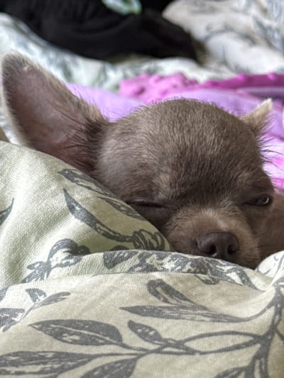 A close-up, low-angle shot shows a brown Chihuahua puppy sleeping, nestled among floral-patterned blankets. The puppy's face is the focal point, with one eye slightly open and its nose resting on the textured fabric. The background is blurred, revealing hints of dark and purple material, possibly clothing or other bedding. The overall impression is one of peaceful slumber in a domestic setting. The image does not provide any information or visual cues related to the city of Каштан Снт, Russia.
