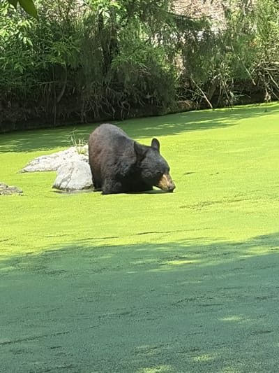 A black bear sits on a rock in a body of water covered with green algae. The location is unspecified, so I cannot provide details about San Pedro Zacachimalpa, Mexico. The bear is positioned at the edge of the water, close to the bank where green vegetation is present.