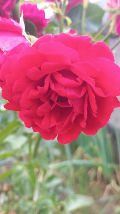A close-up, vertical, eye-level shot shows a vibrant, deep pink rose in full bloom. The rose dominates the foreground, its petals unfurling in intricate layers, revealing a complex, textured center. The lighting highlights the velvety sheen of the petals. In the blurred background, hints of other pink roses and green foliage suggest a garden setting. The overall impression is one of natural beauty and tranquility. The image appears to be a photograph of a flower in an outdoor environment. The specific location in Стрэшынскі сельскі Савет, Belarus is not visually discernible from the image itself.