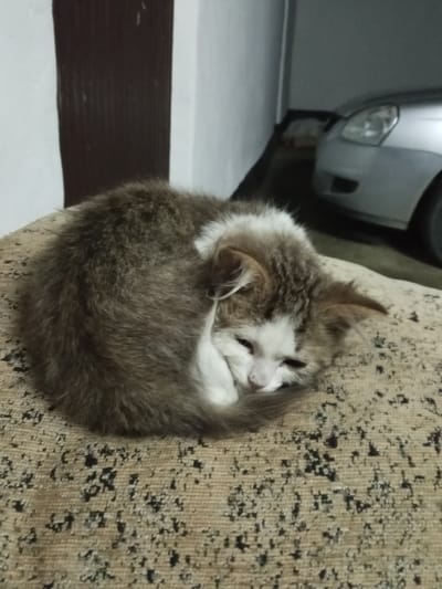 A small, fluffy kitten is curled up asleep on a textured fabric surface. The kitten has grey and white fur and its eyes are closed. The background is slightly blurred, showing a dark vertical surface to the left and the front of a silver car to the right, with its headlight visible. The scene appears to be indoors, possibly in a garage or storage area. The location is not specified as Urus-Martan, Russia in the provided image.