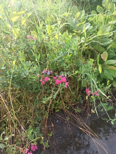 The image depicts a close-up view of wild sweet pea flowers and foliage growing near the edge of a body of water. The sweet pea flowers are a vibrant pink and some are also a pale purple. They are clustered on delicate stems amongst lush green leaves. The foliage appears damp, possibly from dew or recent rain. Tall, dry grasses and reeds surround the flowering plants, their brown stalks contrasting with the green vegetation. The ground is dark and muddy, with the dark water of a pond or stream visible in the lower right portion of the frame. The background is filled with more dense green foliage and grasses, suggesting a natural, overgrown environment. There are no people or animals visible in the scene. The lighting indicates it is daytime, with sunlight filtering through the leaves, creating a slightly hazy, natural light. The scene is likely located in an uncultivated area, such as a roadside ditch, meadow, or the bank of a natural waterway in the village of Lativka, Ukraine.