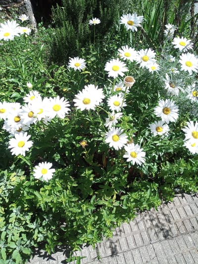 The image depicts a close-up, overhead view of a garden bed filled with numerous white daisies with yellow centers and lush green foliage. The flowers are in various stages of bloom, with some fully open and others still budding. The plants are situated on a gentle slope, with a textured, light-colored paving stone walkway visible in the lower right portion of the frame, suggesting an urban or semi-urban garden setting. Shadows cast by the plants and possibly surrounding structures are present on the walkway, indicating a sunny day. The background reveals more dense greenery, potentially a hedge or other garden plants. The scene is devoid of people or animals. The location is identified as Castellfollit de la Roca, Spain.