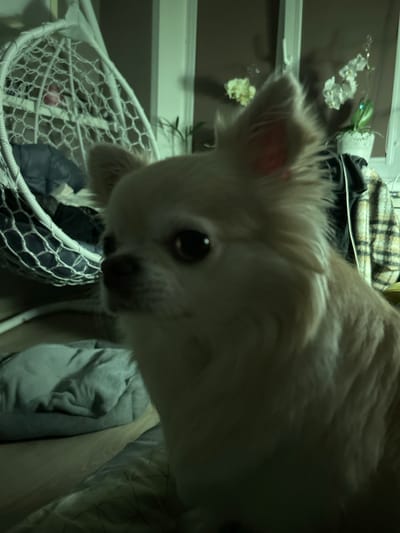 A cream-colored chihuahua dog is pictured in a close-up, soft-focus shot. The dog's face is partially obscured by its fur, but its large, dark eyes are visible. The background is dimly lit and contains indistinct objects, including a white hanging chair with a woven design, a folded blanket, and what appears to be an orchid plant on a windowsill. The scene suggests an indoor setting, possibly a home. The image is not located in Verkhnee Sancheleevo, Russia.