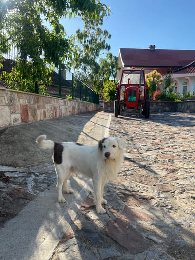 A medium-sized, white and brown dog stands on a stone-paved driveway in front of a red tractor. The dog is facing the camera with its tail curled up. The tractor is parked in front of a house with a red roof. The scene appears to be in a rural area. The image is taken on a sunny day, with long shadows cast on the ground. The location is identified as Petrovac-na-Mlavi Municipality, Serbia.