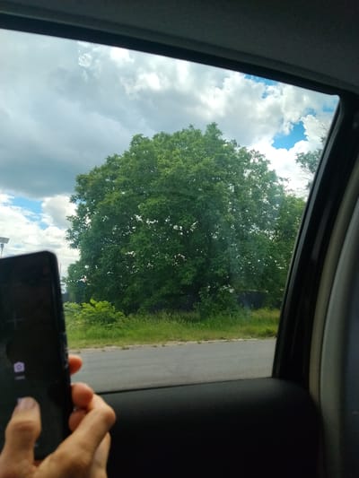 The image captures a view from inside a vehicle, looking out through the window. In the foreground, a hand is holding a black smartphone, with its screen displaying camera icons. Beyond the hand and the phone, a large, lush green tree dominates the mid-ground, its branches reaching high into a partly cloudy sky. A paved road is visible in front of the tree, with grassy verges on either side. In the background, more greenery and a glimpse of distant structures can be seen. The overall scene suggests a casual moment, possibly someone taking a photograph of the surrounding landscape while traveling. The location is identified as Budesti, Moldova.
