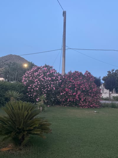 The image shows an outdoor scene at dusk. In the foreground, a well-maintained green lawn with a large, bushy palm-like plant is visible. In the middle ground, two large oleander bushes are in full bloom, one with lighter pink flowers and the other with darker pink flowers. Behind the bushes, a dark green hedge and some trees can be seen. Further back, a lit street lamp illuminates part of the foliage. To the left, the side of a building with a tiled roof is partially visible, and behind it, a large, dark, and rocky hill dominates the background. A tall, grey utility pole with wires runs vertically through the center of the image, against a clear, pale blue sky. The overall impression is of a suburban or rural setting, likely in Cervaro, Italy, given the typical vegetation and landscape. No people are present in the image.