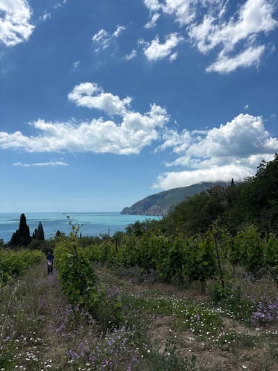 An outdoor, vertical, eye-level medium shot shows a vineyard on a sunny day with clouds in a blue sky. The foreground is a vineyard with rows of green vines and small purple and white flowers scattered on the ground. A person wearing a hat and blue clothing walks down a dirt path between the vines. In the middle ground, there is a body of water with clear turquoise-blue water. Trees and rocky cliffs are visible along the coastline. In the background, a large mountain is partially covered by clouds. The scene is located in Bondarenkovo, Ukraine.