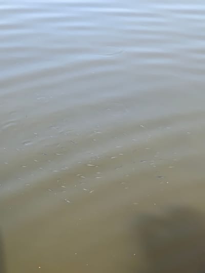 A school of small fish is visible in murky, shallow water. The fish are densely packed together, swimming in various directions. Ripples and reflections are present on the water's surface, suggesting a calm environment. A blurred, darker area on the lower right side of the image indicates a shadow or an object submerged in the water. The scene appears to be an outdoor body of water, possibly a pond or a shallow river, in the city of Horodyshche, Ukraine.