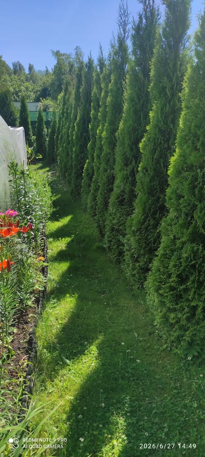 A row of tall, green evergreen trees lines a grassy area. To the left of the trees, there is a garden bed with various plants, including orange lilies and pink flowers. A white greenhouse structure is partially visible behind the garden. The ground is covered with lush green grass, with some patches of clover and small white flowers. Sunlight casts shadows across the grass. The image also features a watermark in the bottom left corner reading "REDMI NOTE 9 PRO AI QUAD CAMERA" and a date and time stamp in the bottom right corner reading "2026/6/27 14:49". The scene appears to be a residential backyard in Ülgase, Estonia.