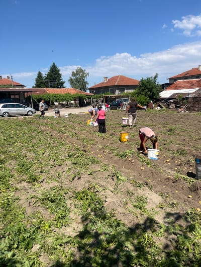 In Sadovo, Bulgaria, a group of individuals are engaged in harvesting potatoes from a field. The scene is set on a sunny day, with a clear blue sky dotted with white clouds. The field is tilled soil, with rows of potato plants, some of which have been dug up, revealing potatoes on the ground. People are scattered throughout the field, some bent over, digging, while others are standing and carrying buckets. They are dressed in casual clothing, appropriate for outdoor work. Several buckets, some yellow and others white, are visible on the ground, likely for collecting the harvested potatoes. In the background, houses with red tile roofs and trees are visible, indicating a rural or semi-rural setting. A silver car is parked near a building in the upper left portion of the image. The overall impression is one of communal agricultural labor.