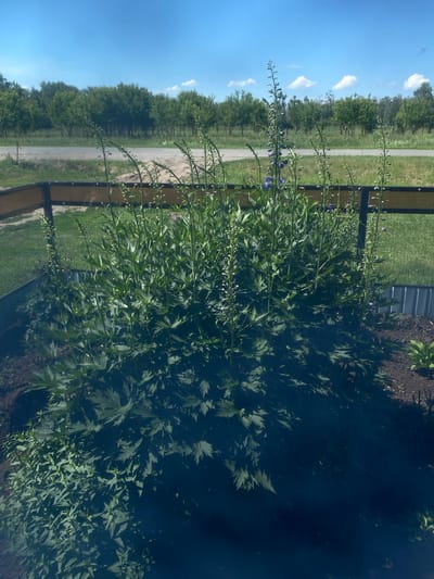 This is an outdoor, eye-level, vertical, medium shot of a garden in Pesnevo, Russia. In the foreground, a lush green plant with tall stalks and dark green, serrated leaves dominates the scene. Some of the stalks have developing flower buds, and a few small, purple flowers are visible on one stalk. Behind the plant is a low, light brown wooden fence with a black metal mesh backing, separating the garden from a patch of grass. Further in the background, a paved road runs horizontally, with a line of trees on the other side of the road. The sky is bright blue with a few scattered white clouds.