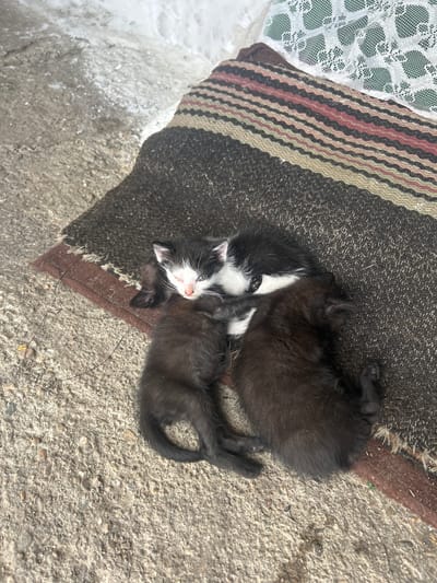 The image shows two young kittens resting outdoors on a rug placed on a concrete surface. One kitten is black and white, with prominent white markings on its face, chest, and paws, and is looking upwards. The other kitten is entirely black and appears to be snuggled closely behind or next to the black and white one. Both kittens seem to be sleeping or relaxing peacefully.
They are positioned on a dark, coarse woven rug that has a striped pattern with shades of brown, black, beige, and reddish tones on its left side. The rug lies on a light grey concrete ground, which contains small stones and other debris. To the far left of the image, there is an expanse of white, possibly snow or ice, suggesting cooler weather conditions. Above this white area, a piece of white lace fabric, potentially a curtain or tablecloth, is visible. The scene is illuminated by natural daylight. No text is visible in the image. The setting is an outdoor area in Pishtigovo, Bulgaria.